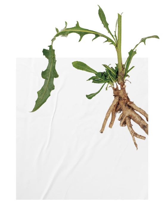 Inulin