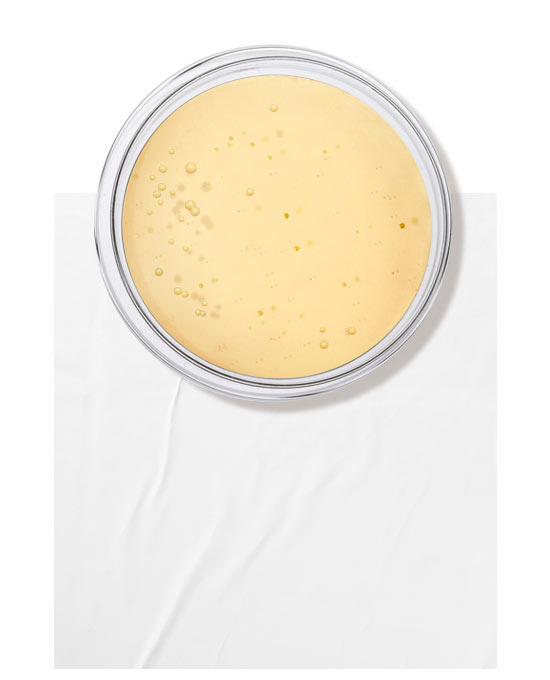 Lactobacillus ferment