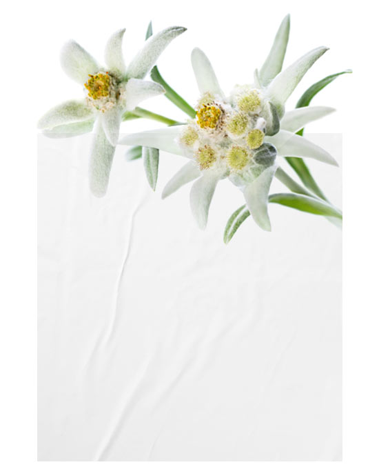 Leontopodium Alpinum (Edelweiss) Flower/Leaf Extract